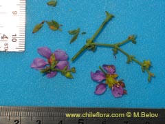 Bild von Fagonia chilensis ()