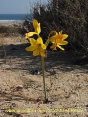 Bild von Rhodophiala bagnoldii (Aauca amarilla)