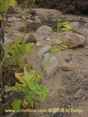 Image of Nicotiana solanifolia (Tabaco cimarrn)