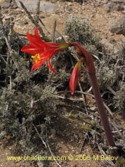 Image of Rhodophiala phycelloides (Revienta ojos)