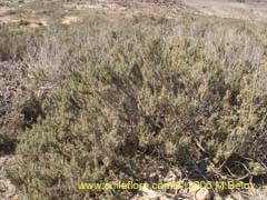 Image of Unidentified Plant #2317 ()
