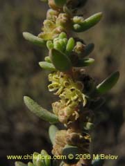 Image of Unidentified Plant #2317 ()