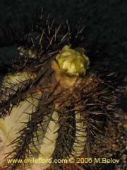 Image of Copiapoa calderana ssp. calderana ()