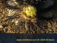 Bild von Copiapoa calderana ssp. calderana ()