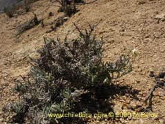 Image of Unidentified Plant #2318 ()