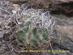 Image of Eriosyce paucicostata ssp. echinus ()