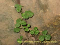 Bild von Oxalis bulbocastanum (Vinagrillo/Papa chiaque)