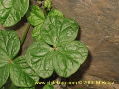 Image of Oxalis bulbocastanum (Vinagrillo/Papa chiaque)