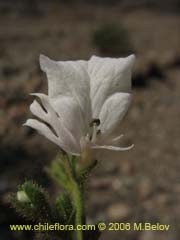 Image of Schizanthus laetus (Mariposita)