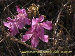 Bild von Alstroemeria violacea (Lirio del campo)