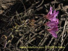 Bild von Alstroemeria violacea (Lirio del campo)