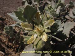 Image of Loasa fruticosa ()