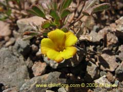 Image of Oxalis sp. #1503 ()