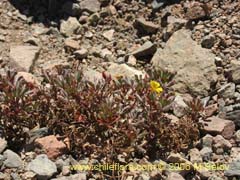 Image of Oxalis sp. #1503 ()