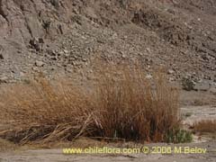 Image of Unidentified Plant #2321 ()