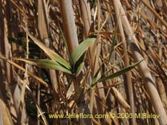 Image of Unidentified Plant #2321 ()