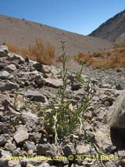 Image of Unidentified Plant #2322 ()