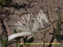 Image of Schizanthus candidus (Mariposa/Cacta/Orqudea del pobre)