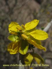 Bild von Bulnesia chilensis ()