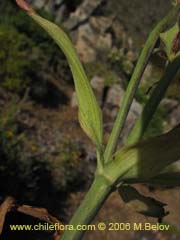 Bild von Alstroemeria magnifica ssp. magenta (Alstroemeria)