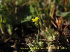 Image of Unidentified Plant #2323 ()