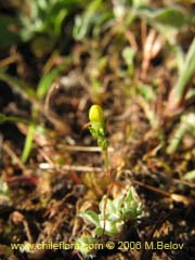 Image of Unidentified Plant #2323 ()