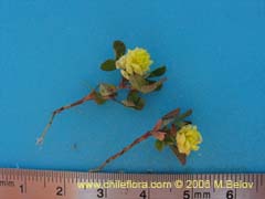 Image of Unidentified Plant #2324 ()