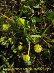 Image of Unidentified Plant #2324 ()