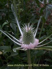 Image of Dipsacus sativus (Carda/Cardilla)