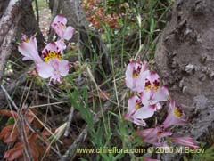 Bild von Alstroemeria pulchra ssp. pulchra (Flor de Aguila/Flor de San Martin/Mariposa del Campo)