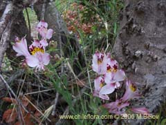 Bild von Alstroemeria pulchra ssp. pulchra (Flor de Aguila/Flor de San Martin/Mariposa del Campo)
