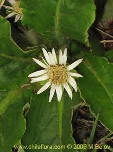 Asteraceae sp. #1857의사진