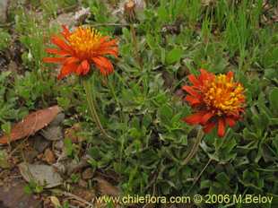 Photograph of Haplopappus macrocephalus
