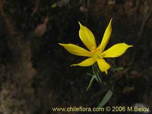 Photograph of Sisyrinchium arenarium