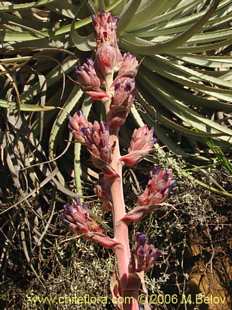 Photograph of Puya coerulea ssp. Santiago