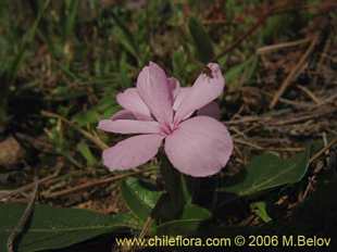 Photograph of Stenandrium dulce