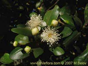 Myrceugenia correifolia의사진