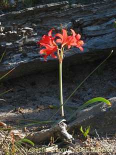 Rhodophiala splendensの写真