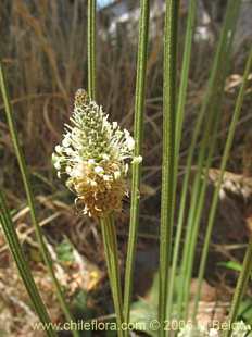 Plantago lanceolataの写真