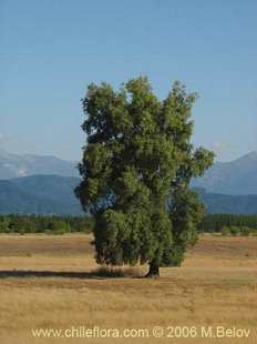 Bild von Quillaja saponaria