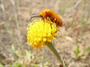 Helenium aromaticum의사진