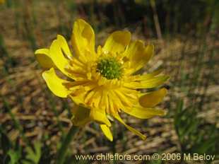 Ranunculus peduncularisの写真