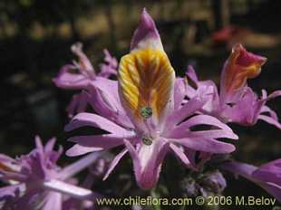 Фотография Schizanthus hookerii