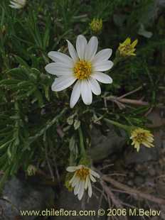 Bild von Chiliotrichum rosmarinifolium