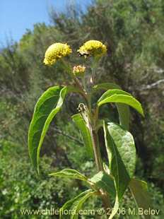 Podanthus ovatifolius의사진