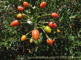 Bild von Solanum ligustrinum