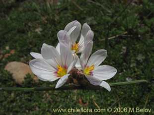 Photograph of Sisyrinchium junceum