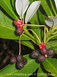 Especie aleatoria