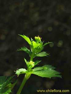 Bild von Sanicula crassicaulis