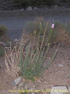 Centaurea sp.の写真